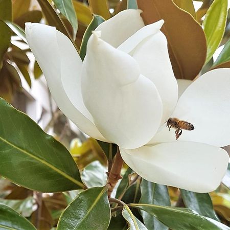 Healesville House - Magnolia House المظهر الخارجي الصورة