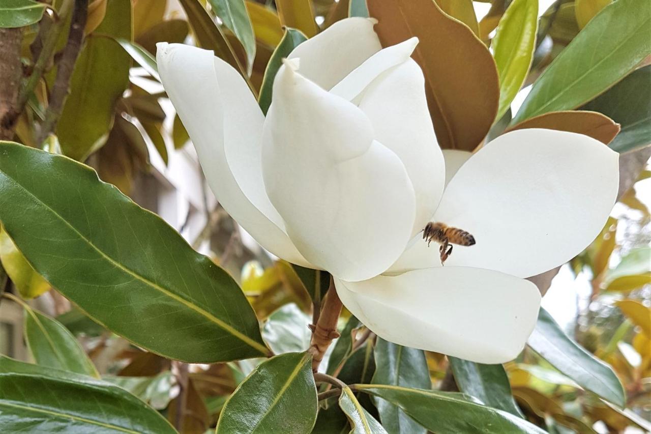 Healesville House - Magnolia House المظهر الخارجي الصورة