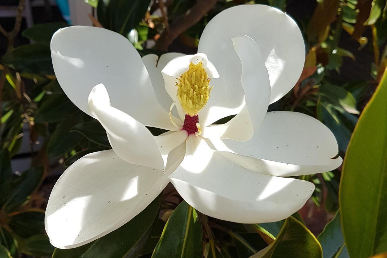Healesville House - Magnolia House المظهر الخارجي الصورة